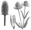 Heads of fuller and wild teasel used in finishing wool fabrics