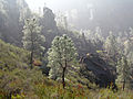 P. sabiniana in mountain foothills habitat in Pinnacles National Monument