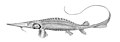 Syrdarja-Schaufelstör (Pseudoscaphirhynchus fedtschenkoi)