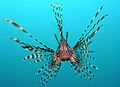 Image 45Head-on view of the venomous lionfish (from Coral reef fish)