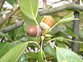 Detail of acorns and buds