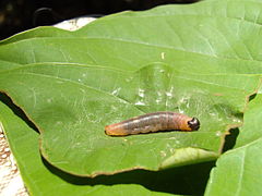 Larva on Dioscorea alata
