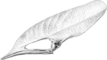 A black and white illustration of a skull with a long, thin jawbone and an elongated cranium; the bone's texture is leaflike.