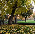 Tehran's Mellat Park in the fall of 2014.