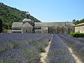 Lavendel-Feld (Lavandula angustifolia)