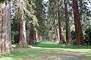The avenue of Giant Redwoods at Benmore
