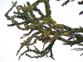 subsp. rehmanniana, branches and foliage at Pilanesberg