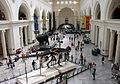 Image 49The main hall of the Field Museum of Natural History in 2007, with Sue the T. rex in the foreground (from Culture of Chicago)