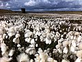 Image 9Common cottongrass (Eriophorum angustifolium), seen here at Light Hazzles Reservoir near Littleborough, was voted the county flower of Greater Manchester in 2002. (from Greater Manchester)