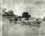 Two horses and a buckboard at Empire Ranch, c.1899.