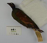 Ferruginous Partridge NML-VZ D512g collected in Sumatra by Stamford Raffles, held at World Museum.