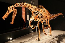 Reconstructed skeleton of a walking spinosaurid facing left at a museum