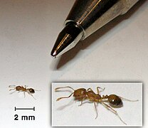 Monomorium pharaonis (Pharaoh ant)