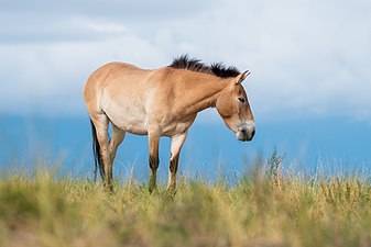 A dun-colored horse. Donn is the word for brown in the Scottish and Irish Gaelic languages