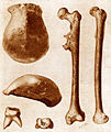 Die Funde von Eugène Dubois: Schädeldach „Trinil II“, Backenzahn und Oberschenkelknochen