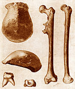 Original fossils of Pithecanthropus erectus (now Homo erectus) found in Java in 1891.