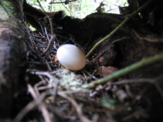 single white egg in lining of vegetation