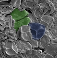 Image 37A late Silurian sporangium, artificially colored. Green: A spore tetrad. Blue: A spore bearing a trilete mark – the Y-shaped scar. The spores are about 30–35 μm across. (from Evolutionary history of plants)