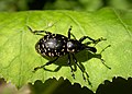 Weevil (Liparus) on butterbur