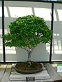 Zelkova serrata bonsai