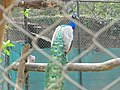 Adult Indian peafowl