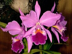 Corsage Orchid - Cattleya labiata
