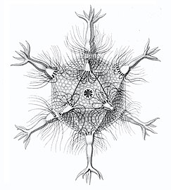 The radiolarian Circogonia icosahedra has a regular icosahedral structure