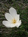 Colchicum speciosum 'Album' inner side of the flower