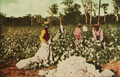 Image 141913 cotton harvest in East Texas (from History of Texas)