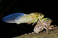 A teneral cicada that has just emerged and is waiting to dry before flying away