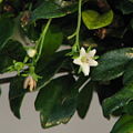 Flower of the Fukien Tea Tree