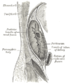 Sagittal section through posterior abdominal wall, showing the relations of the capsule of the kidney