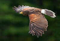 Harris's hawk in flight at a falconry centre