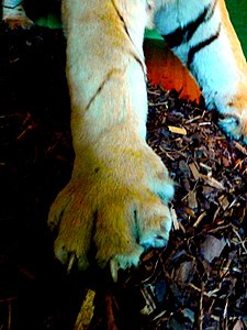 Colour photograph of foot of the tiger, with claws