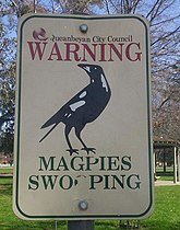 Magpie swooping sign at Queanbeyan, NSW
