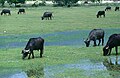 Buffalos breeding, Lake Kerkini