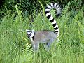 Lemur12