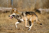 Four packs of Mexican wolves roam the wilderness.