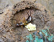 Female earwig in her nest, with eggs