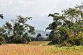 Lowland savanna around Mount Nimba