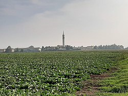 A large field of leafy plants lead to the horizon, where a town with a tall belltower is situated.