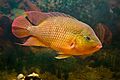The red terror cichlid is a highly aggressive species from the rivers of Northeast South America.