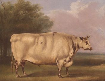 Shorthorn bull portrait by an unknown artist (before 1845)