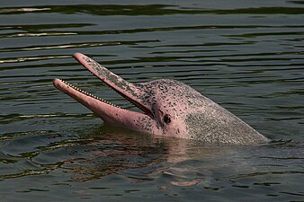 The Pink Dolphin is a freshwater river dolphin which lives in the Orinoco, Amazon and Araguaia/Tocantins River systems of Brazil, Bolivia, Peru, Ecuador, Colombia and Venezuela. It is an endangered species and has a brain 40% larger than a human's.