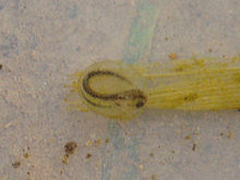 Young larva inside jelly capsule