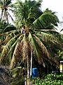 Gathering tuba from the coconut tree.
