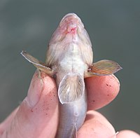 Gobiids have modified their pelvic fins into adhesive suckers.