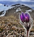 Pulsatilla flower on Mount Falakro