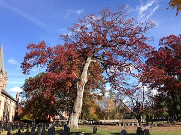 Large white oak in a Revolutionary War-era cemetery (Ewing, New Jersey, 2014)