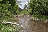 A beaver dam spans a section of the Middle Fork of the Gila River.